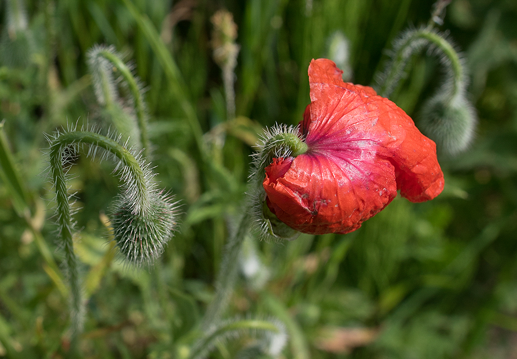 Normandie 05 - 2016_KA79617-1 Kopie.jpg